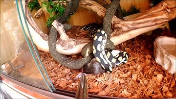 Jungle Carpet Python Feeding Morelia Spilota Cheynei Strike