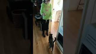Girl Teaches Cat To Sit