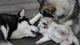 МАЛАМУТ ШОУ ОНЛАЙН. 1 сезон. Malamutes Show online