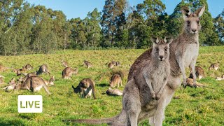 Live Streaming-Hiking and Wildlife Search in Westerfolds Park Australia-June 30, 2020