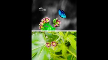 #sortsvideo Kinemaster line wipe transition before after PicsArt creative photo editing#mk_editz016