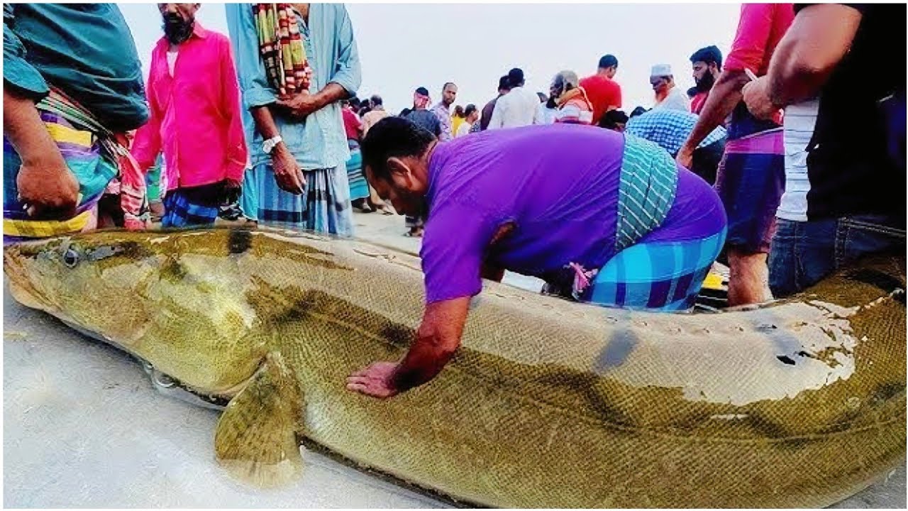 হাট কাঁপানো সব ধরনের মাছের সমাহার | All Types of Fish in Local Market
