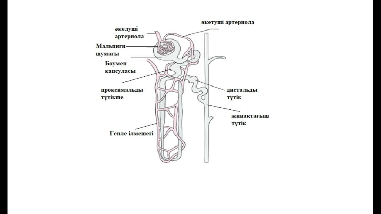 Салқын қыздардың порносын онлайн көру Клизмасы бар лесбиянкалар