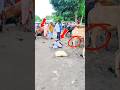 😃🙆 The cow kicked me. #super #funny #youtube #short #trending #video #for #everyone