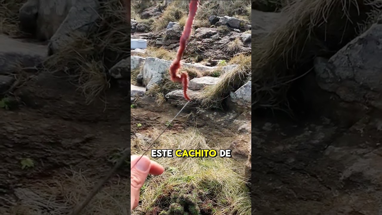 Cómo ENCARNAR CEBO COREANO FÁCIL especial SARGO / PINTO / MARAGOTA / DORADA / LUBINA (anti-enroques)