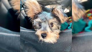 Yorkshire terrier. Pros y contras, precio, Cómo elegir, hechos, cuidado, historia