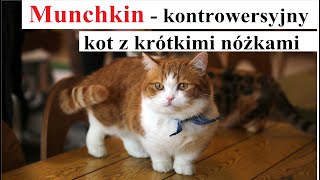 MUNCHKIN - kontrowersyjny kot z którymi nóżkami screenshot 4