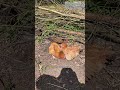 Kurza sztuka wygrzewania się na słońcu #kury