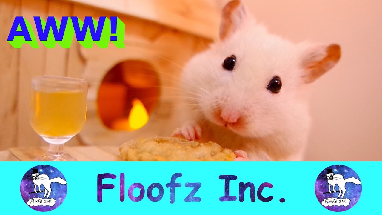Hamster video.com Hamster video.com