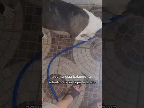 Video: Giardia en perros