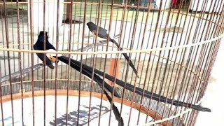 penangkaran muraibatu ekor panjang,kandang minimalis milik alan pang