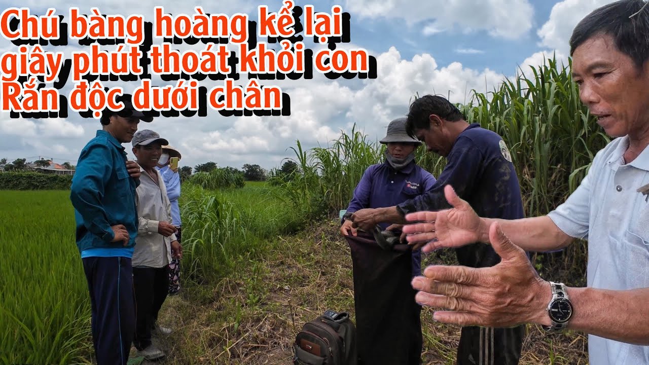 Giúp Chú chủ chuồng Gà may mắn th oát n ạn Rắn Độc trong gang tất | TGSB #941