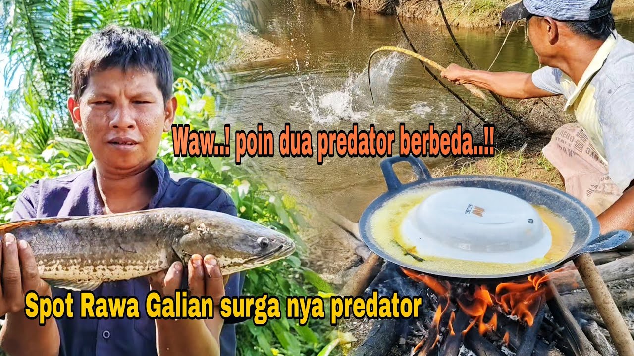 SPOT SEJUTA UMAT, DI HUNI BERMACAM PREDATOR
