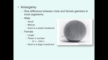 Video 14  Sexual selection I