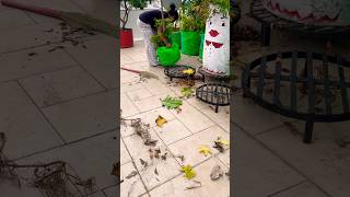 Terrace Garden Cleaning