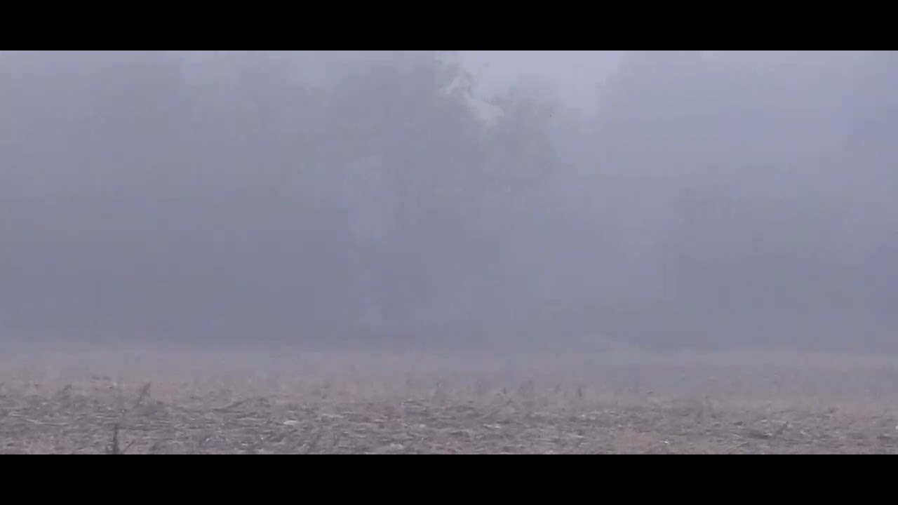 Пока нет бурундуков на туманном рассвете, только олени 