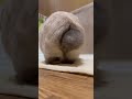 うさぎのおしり