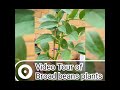 Broad beans video tour  of AmrutaSumit