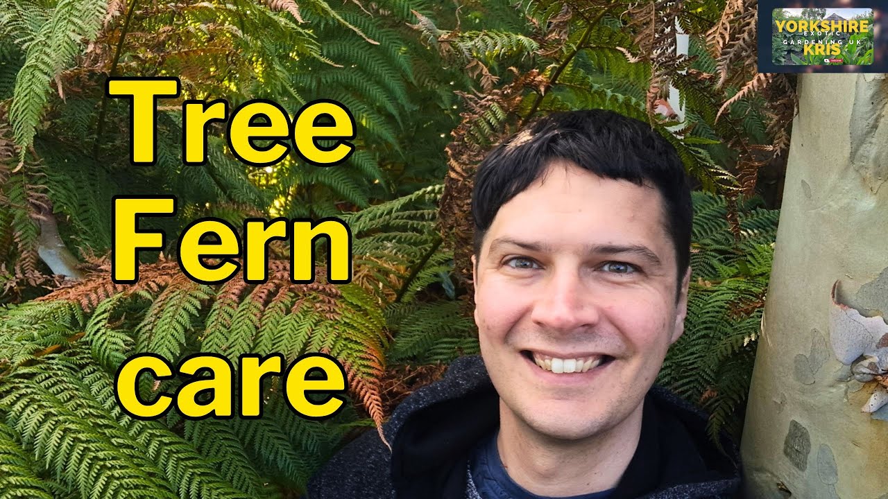 Tree Fern Spring Care for maximum growth