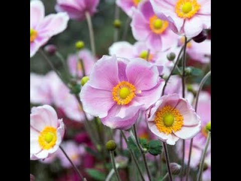 Video: Japanese Anemone (49 Photos): Planting And Care In The Open Field, Description Of A Perennial Herbaceous Japanese Or Autumn Anemone