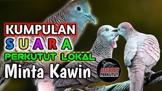 SUARA PERKUTUT LOKAL RAME‼️ SUARA KUMPULAN PERKUTUT LOKAL MINTA KAWIN