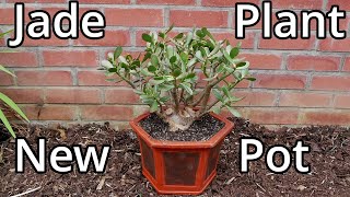 Repotting My Jade Plant Into A New Pot (2023 Update)