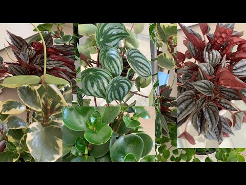 Vídeo: Tipos E Nomes De Peperomia (39 Fotos): Golovaty E Graveolens, Rosso E Clusielle, Melancia E Whorled