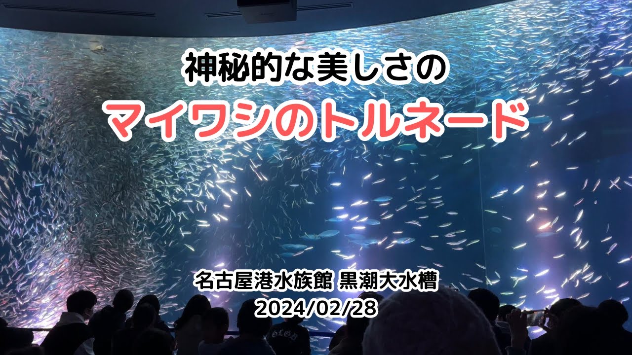 名古屋港水族館】 神秘的な美しさのマイワシのトルネード（黒潮大水槽
