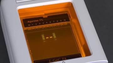 How to Use Invitrogen E-Gel Power Snap System | Fast Workflow