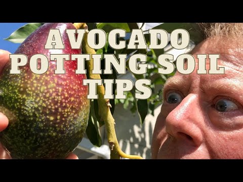 GROWING AVOCADO TREES | BAGGED POTTING SOIL | SECRETS THAT THE BIG BOX STORES DONT WANT YOU TO KNOW!