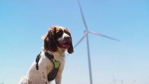 Educational Video: Nature advisory scent detection dogs by Creativa