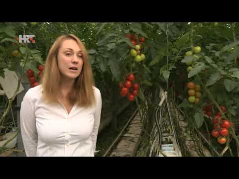Video: Biljka rajčice ne proizvodi: biljka rajčice cvjeta, ali rajčica ne raste