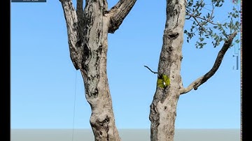 Megascan Library Tree + SpeedTree Modeler Cinema test