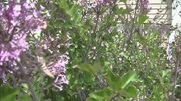 Hummingbird Moth - White Lined Sphinx Sipping Nectar