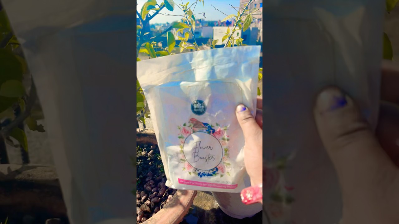 Hibiscus plants //!!🌱 care and tips in winter season//$?