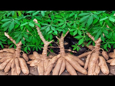 5 Cara Menanam Ubi Kayu | Berkebun Singkong