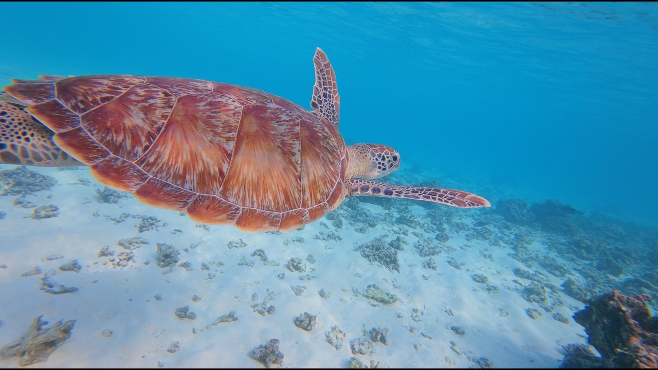 4K Maldives: Swimming with Mantas & Turtles in Healthy Vibrant Reefs