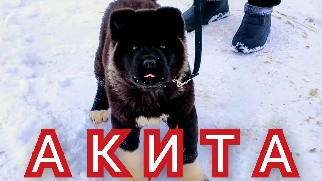 Акита,Сасовка и Утки. #зима 