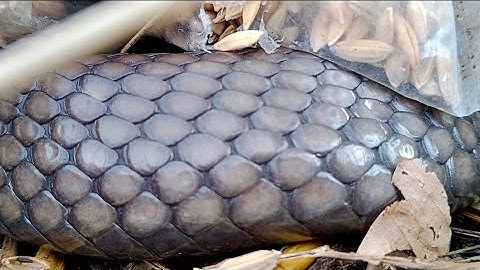 #/221, Bẩy Rắn, Thời Tiết Lạnh Rắn Vẫn Còn Đi Ăn Khá Nhiều Đó Anh Em @Huy Nguyễn 