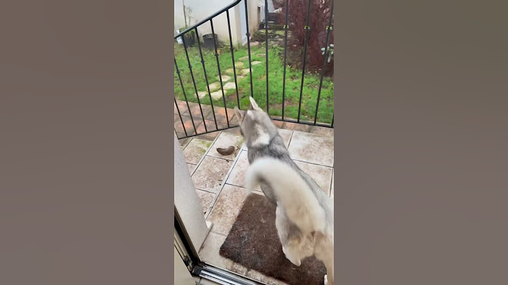 Tsuki au secours de Mizumi 🥰 #chien #educationcanine #husky #chienmignon #chiot #amour #chiens