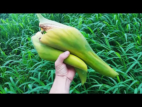 Que Fruta é Essa? Colhendo Banana Imbé e o que se Faz com Manga Verde | DoSidi
