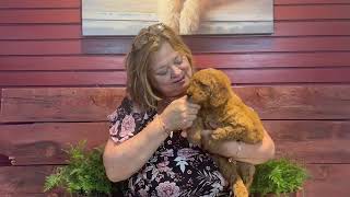 Deb's Doodles Goldendoodles 4-2022 Ruby Boy Blue