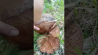 A ROTTEN COCONUT HUSK, ROTTEN COCONUT HUSKING #plants #nature