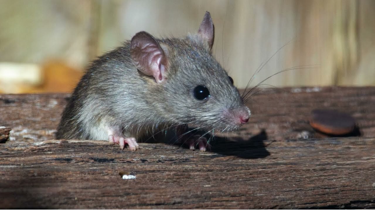 Idaho Seasonal Pest Control from Get Lost Pest Control in Caldwell