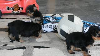 Yorkshire Terrier Puppies