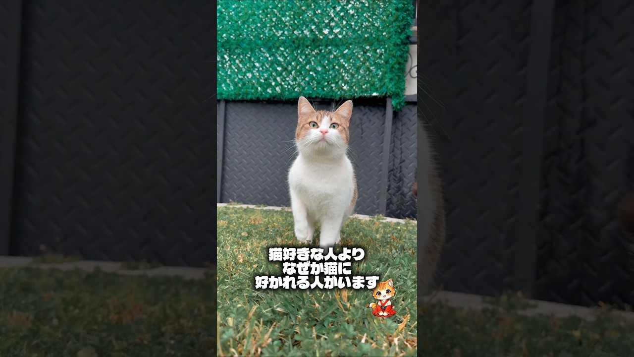 野良猫が近づく人の共通点#猫スピリチュアル #スピリチュアル #猫のいる暮らし #ねこ #開運