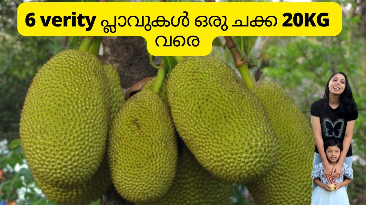 ഇങ്ങനെ നട്ടാൽ മാത്രം പ്ലാവ് 2 വര്ഷം കൊണ്ട് കായ്ക്കും /Rincy'skitchen&vlog