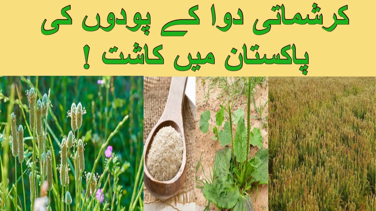Herbs cultivation Ispaghol psyllium medicine cultivated in Pakistan