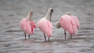 Roseate Spoonbills preening along the shoreline