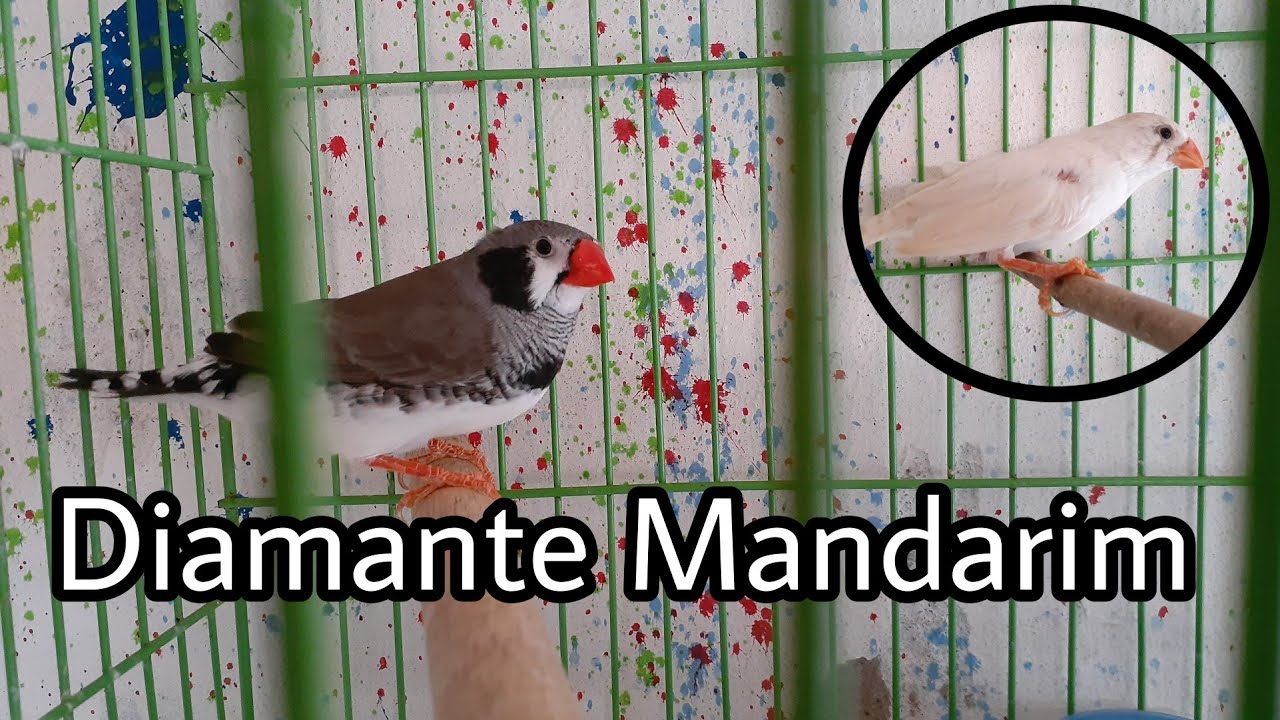 COMO CRIAR E REPRODUZIR DIAMANTE MANDARIM